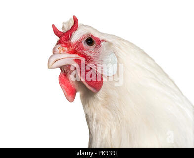 La Fleche Huhn vor weißem Hintergrund Stockfoto