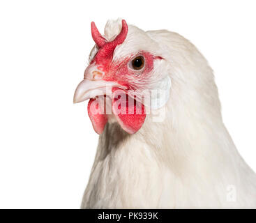 La Fleche Huhn vor weißem Hintergrund Stockfoto