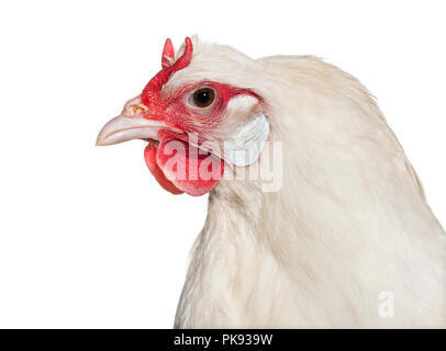 La Fleche Huhn vor weißem Hintergrund Stockfoto