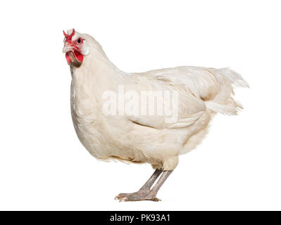 La Fleche Huhn stehend gegen weißen Hintergrund Stockfoto