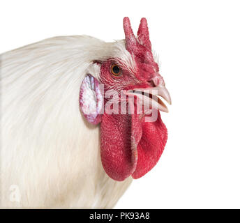 La Fleche Huhn vor weißem Hintergrund Stockfoto