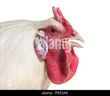 La Fleche Huhn vor weißem Hintergrund Stockfoto