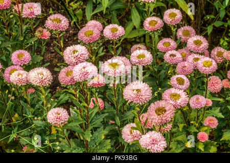 Rosa China Aster, Callistephus chinensis 'Matsumoto Pink' Stockfoto