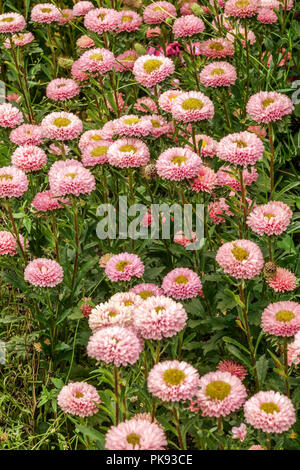 Rosa China Aster, Callistephus chinensis 'Matsumoto Pink' Stockfoto