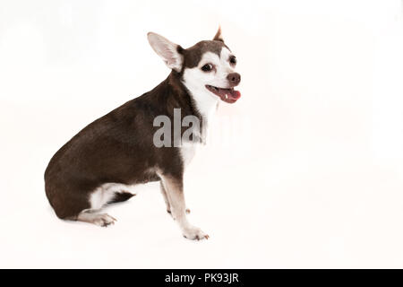 Braun und Weiß chihuahua Hund stitting auf weißem Hintergrund Stockfoto