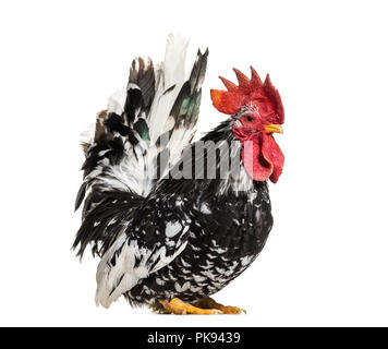 Japanische bantam oder Chabo vor weißem Hintergrund Stockfoto