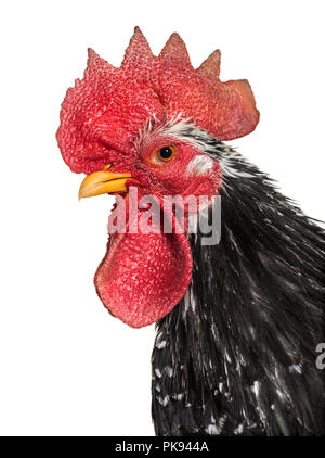 Japanische bantam oder Chabo vor weißem Hintergrund Stockfoto