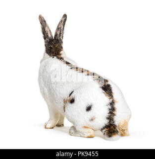 Checkered Riesen kaninchen ist eine Rasse von Kaninchen, die in Deutschland entstanden, sitzend vor weißem Hintergrund Stockfoto