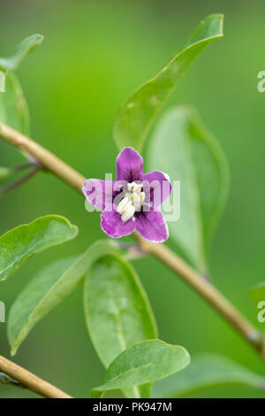 Lycium Barbarum. Goji Beere Blume. Großbritannien Stockfoto