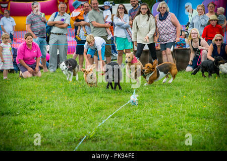 Hundebesitzer lösen kleine Hunde, die Rasse nach dem Köder entlang an Geschwindigkeit in einen Wettbewerb, der sich an den Gebirgen Spiele in Somerset gezogen Stockfoto