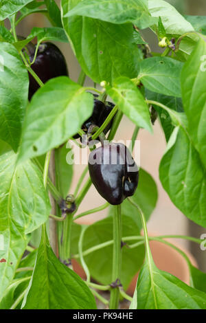 Capsicum annuum var. annuum. Paprika "Tequila" auf der Anlage. Großbritannien Stockfoto