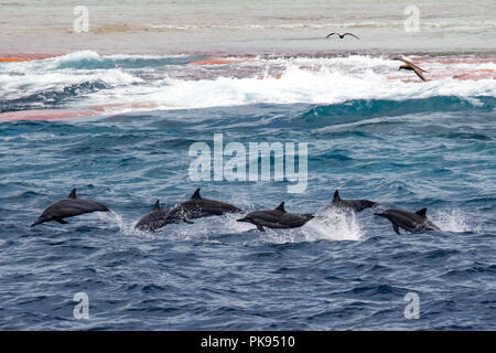 Ein Pod von Spinner Delfinen Sprung am Riff entlang des Millennium Atoll der Southern Line Inseln von Kiribati. Stockfoto