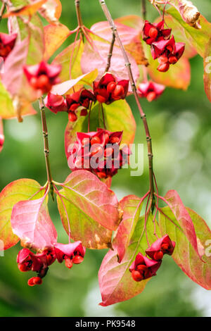 Euonymus latifolius, breitblättrigen Spindel Stockfoto