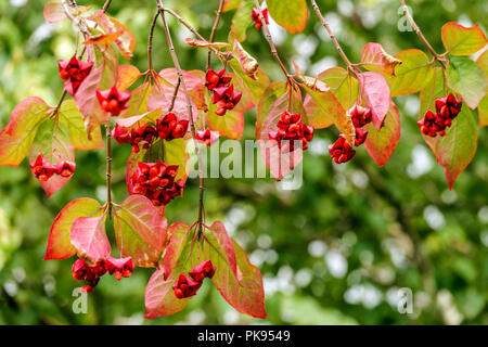 Euonymus latifolius, Laubspindelbeeren Stockfoto