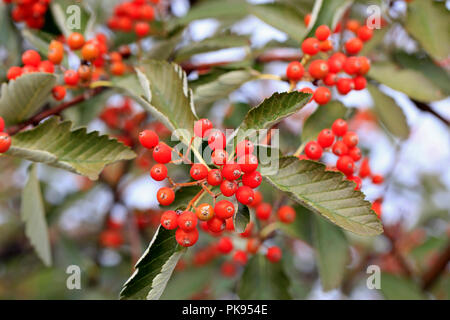 Rote Beeren auf einem Baum von Crataegus spp. im frühen Herbst. Stockfoto