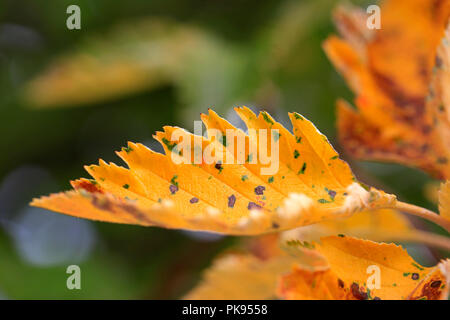 Nahaufnahme des Gelben Crataegus Blätter im frühen Herbst, die rustlike Muster auf das Blatt in der Mitte konzentrieren. Stockfoto