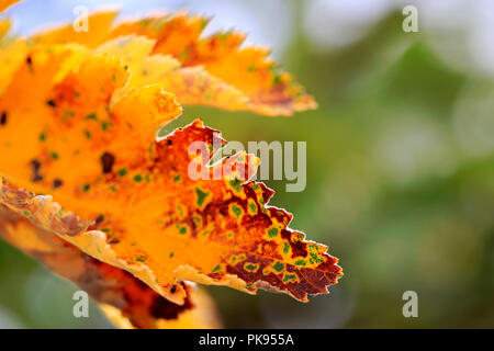 Nahaufnahme des gelben Crataegus Blätter im Herbst, Kopieren nach rechts zu bewegen, geringe Tiefenschärfe. Stockfoto