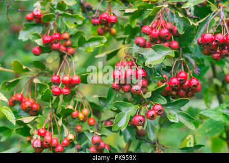 Crataegus Weißdorn, thornapple, Mai - Baum, Weißdorn, oder hawberry Beeren auf Zweig Makro Stockfoto