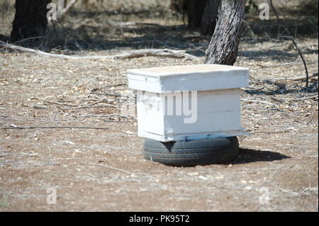 Bienen fliegen vor einem Bienenstock Stockfoto