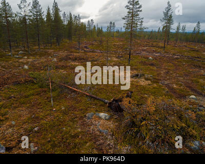 Finnland, Wald in Lappland mit einem offenen Feld wo Deforesting auf Sommer oder Herbst Tag genommen hat Stockfoto