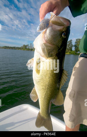 Phosphat Gruben sind einige der oberen Largemouth bass Gewässern in Florida. Viele riesen Schwimmen im seichten Gewässer mit dichter Vegetation. Stockfoto