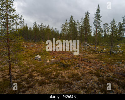 Finnland, Wald in Lappland mit einem offenen Feld wo Deforesting auf Sommer oder Herbst Tag genommen hat Stockfoto