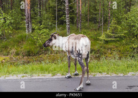 Finnland Lappland, Junge Rentier auf der Seite der Straße Stockfoto