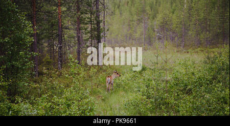 Finnland Lappland, wirklich junge Rentier zu Fuß in den Wald auf der nebligen Tag Stockfoto