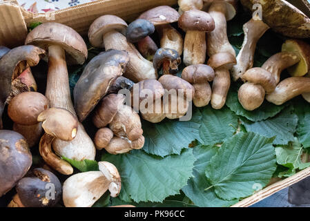 Korb voller verschiedene Pilze, die Ernte im Spätsommer, Frühherbst Stockfoto
