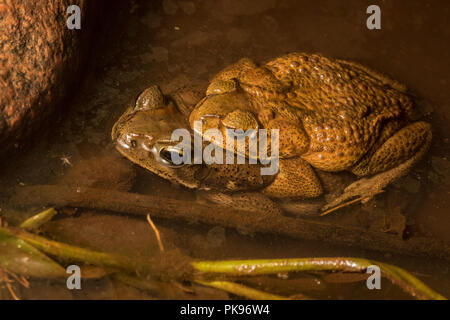 Zwei Kröten aus der Nähe von Manu Nationalpark in Peru. Diese können Rhinella meridionalis anstatt R. Marina sein, aber die 2 sind optisch nicht zu unterscheiden. Stockfoto