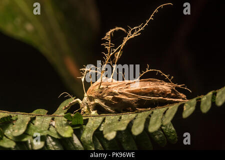 Eine Motte, die von einem Körper ruckeln Fungus getroffen wurde, dass es getötet hat und nun von seinem Körper Sporen verbreiten. Stockfoto