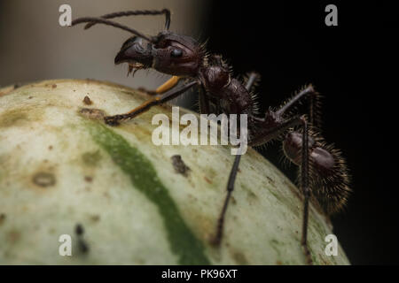 Ein bullet Ant (Paraponera clavata) die berüchtigten von Insekten. Es erhält seine Bekanntheit aus in eines der am meisten schmerzhafte Stiche in der Welt. Stockfoto