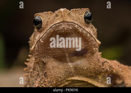 Die Südamerikanischen Erdkröte (Rhinella margaritifera) auch als crested Kröte aus dem südlichen Peru nicht weit von der bolivianischen Grenze bekannt. Stockfoto