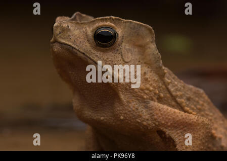 Die Südamerikanischen Erdkröte (Rhinella margaritifera) auch als crested Kröte aus dem südlichen Peru nicht weit von der bolivianischen Grenze bekannt. Stockfoto