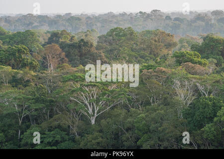 Ein Blick auf den Dschungel Vordach des Amazonas Dschungel im Süden von Peru in Südamerika. Stockfoto