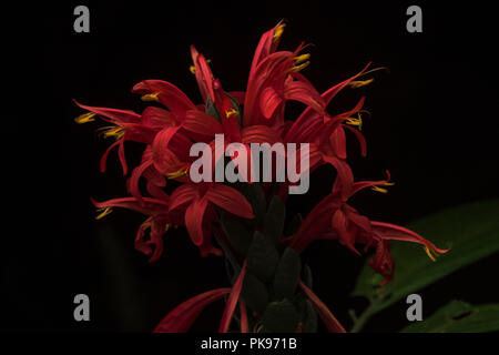 Eine rot blühende Blume aus tief im Urwald des Amazonas. Stockfoto