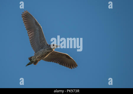 Schwarz - gekrönte Nachtreiher (Nycticorax nycticorax) durch die Luft fliegen in der Dämmerung, wenn die Sonne beginnt zu setzen und diese Reiher werden aktiv. In WI. Stockfoto