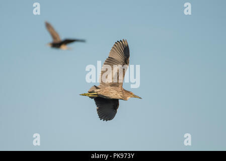 Schwarz - gekrönte Nachtreiher (Nycticorax nycticorax) durch die Luft fliegen in der Dämmerung, wenn die Sonne beginnt zu setzen und diese Reiher werden aktiv. In WI. Stockfoto