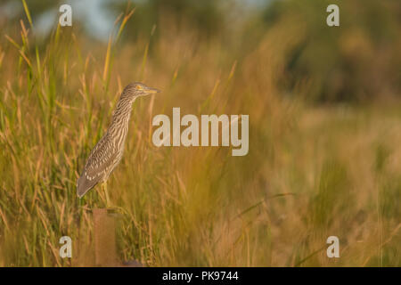 Ein jugendlicher Schwarz - gekrönte Nachtreiher (Nycticorax nycticorax) Vermischung in inmitten der hohen marshgrass an Horicon Marsh in Wisconsin. Stockfoto