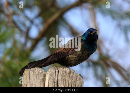 Gemeinsame grackle (Quiscalus quiscula) Stockfoto