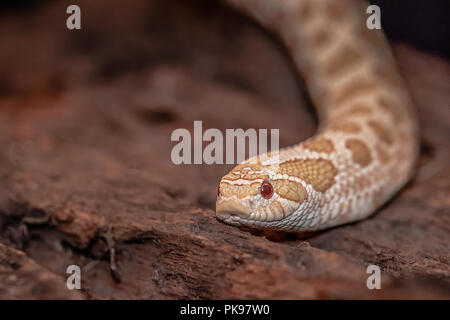 Eine Nahaufnahme Foto der Kopf und ein Teil des Körpers von einem Albino Western hognose Snake Stockfoto