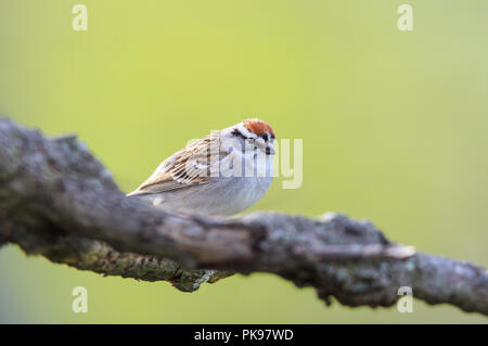 Chipping sparrow (Spizella passerina) auf Ast Stockfoto