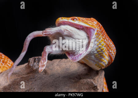 Ein corn snake Fütterung auf eine Maus, die Schlange hat seine Kiefer weit geöffnet und eine weiße Maus gefressen werden. Es ist gegen einen schwarzen Hintergrund Stockfoto