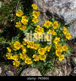 Alpine wilde Blume Geum Reptans (schleichende Avens). Ansicht von oben. Foto auf einer Höhe von 2500 Metern gemacht. Stockfoto