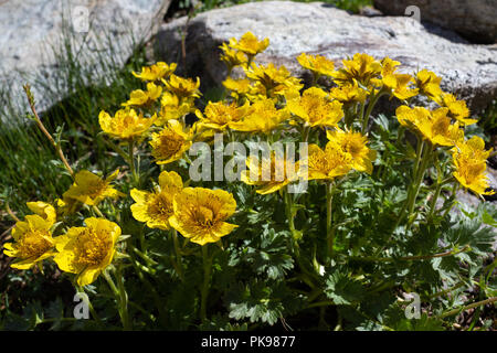 Alpine wilde Blume Geum Reptans (schleichende Avens). Foto auf einer Höhe von 2500 Metern gemacht. Stockfoto