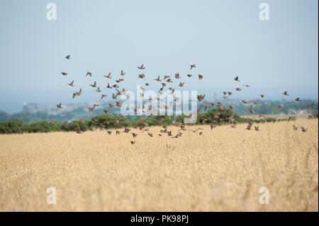 Herde von Spatzen, die aus Mais Feld im Herbst mit Blick auf die St Andrews im Abstand Stockfoto