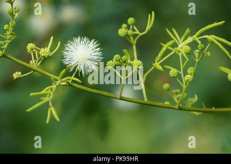 Schönheit der Landschaft Blume. Weiß Mimosa pudica Stockfoto