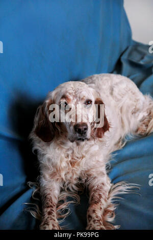 English setter Hund. Die schönen Hund genießt das Blau Bett, vor der Kamera zu posieren. Stockfoto