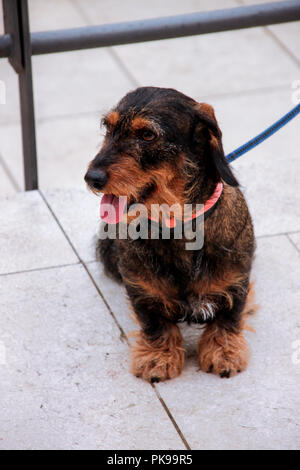 Terrier Hunde. Hund ist draußen auf der Straße. Das Porträt von cute funny Terrier Hunde Hund in der Stadt. Stockfoto