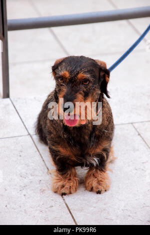 Terrier Hunde. Hund ist draußen auf der Straße. Das Porträt von cute funny Terrier Hunde Hund in der Stadt. Stockfoto